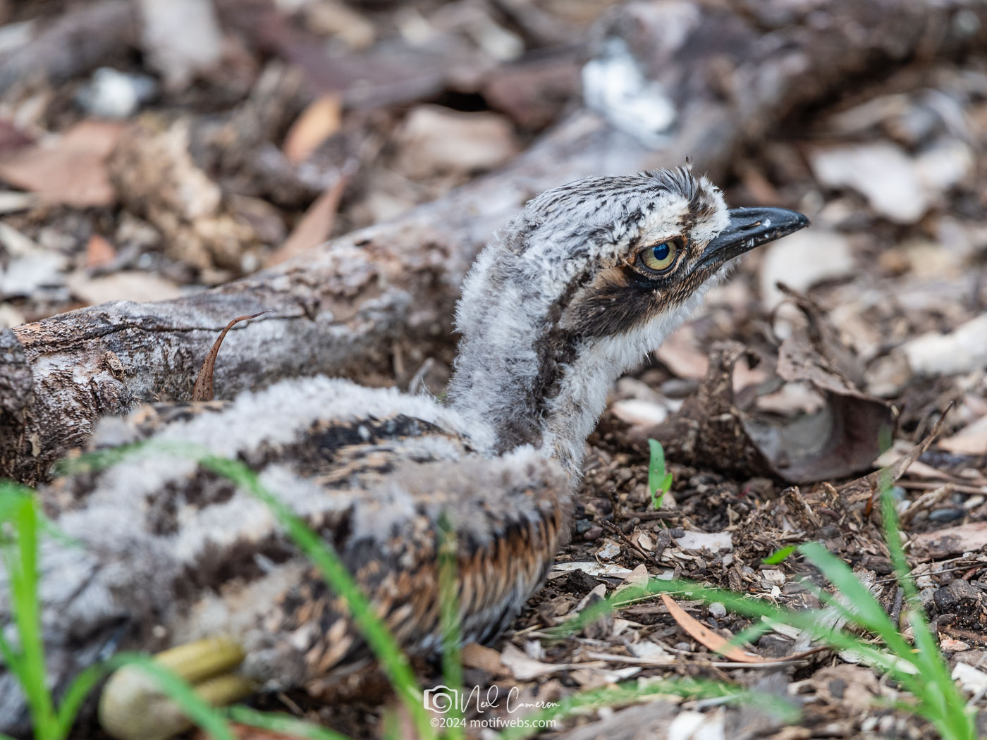 Bush Stone-curlew chick (Burhinus grallarius), St Lucia, Brisbane