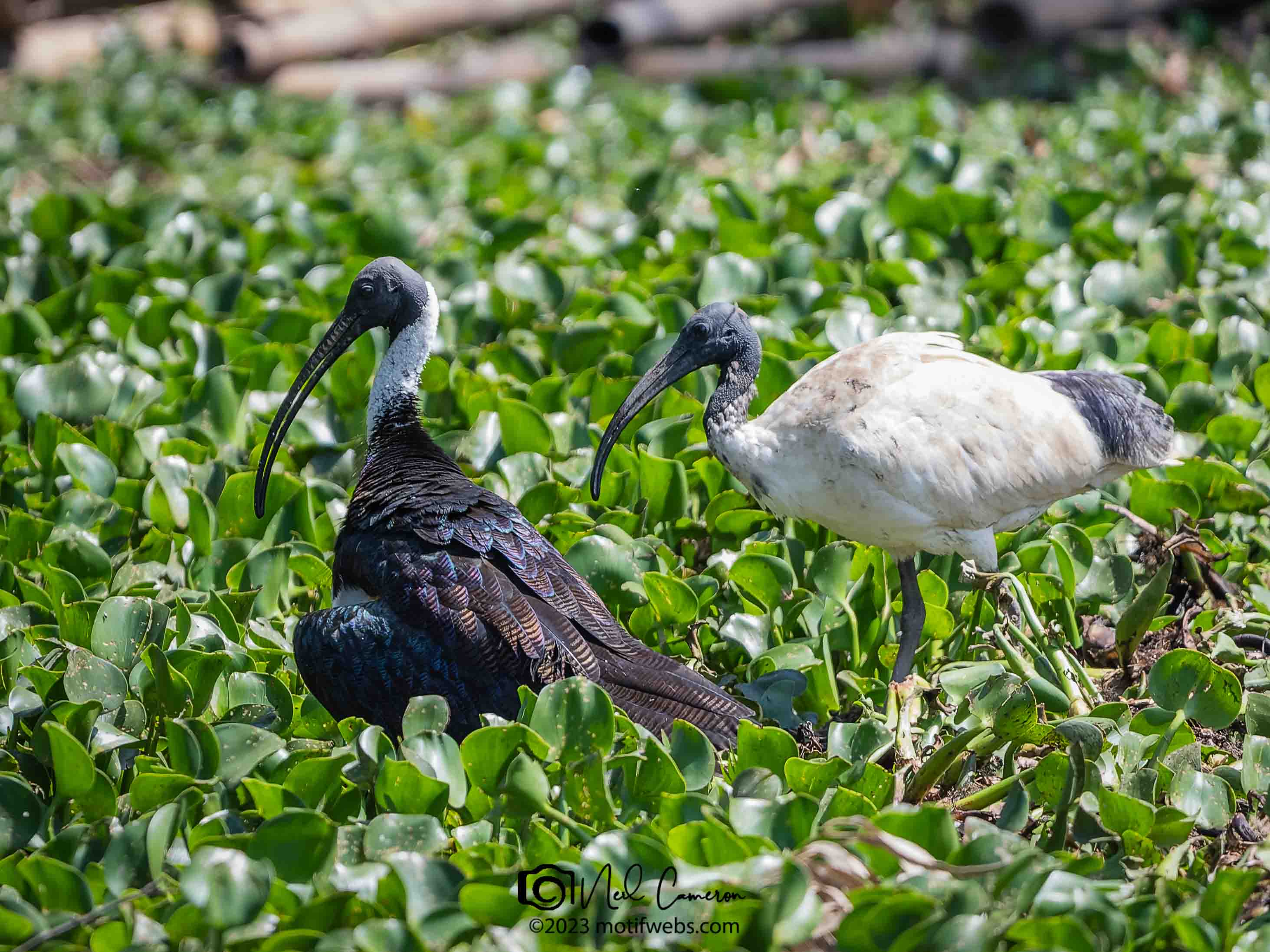Straw-necked Ibis (Threskiornis spinicollis) & Australian White Ibis (Threskiornis molucca), Oxley Creek Common, Brisbane