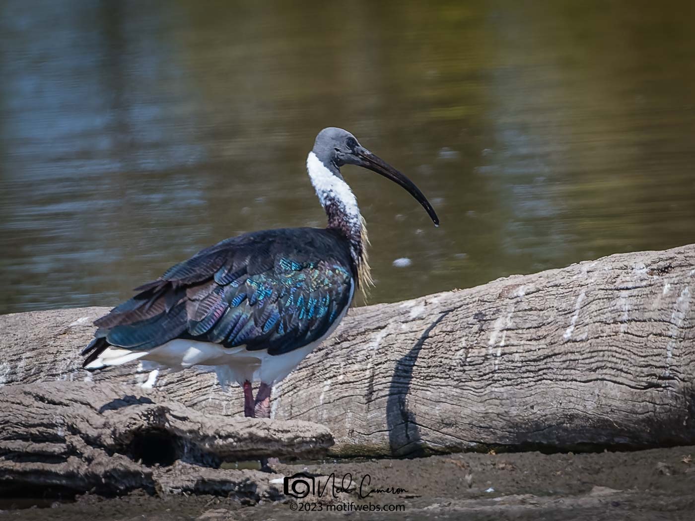 Straw-necked Ibis (Threskiornis spinicollis), Oxley Creek Common, Brisbane