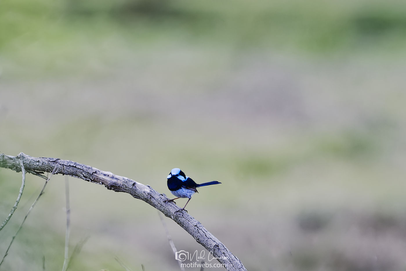 Superb Fairywren perched on a branch