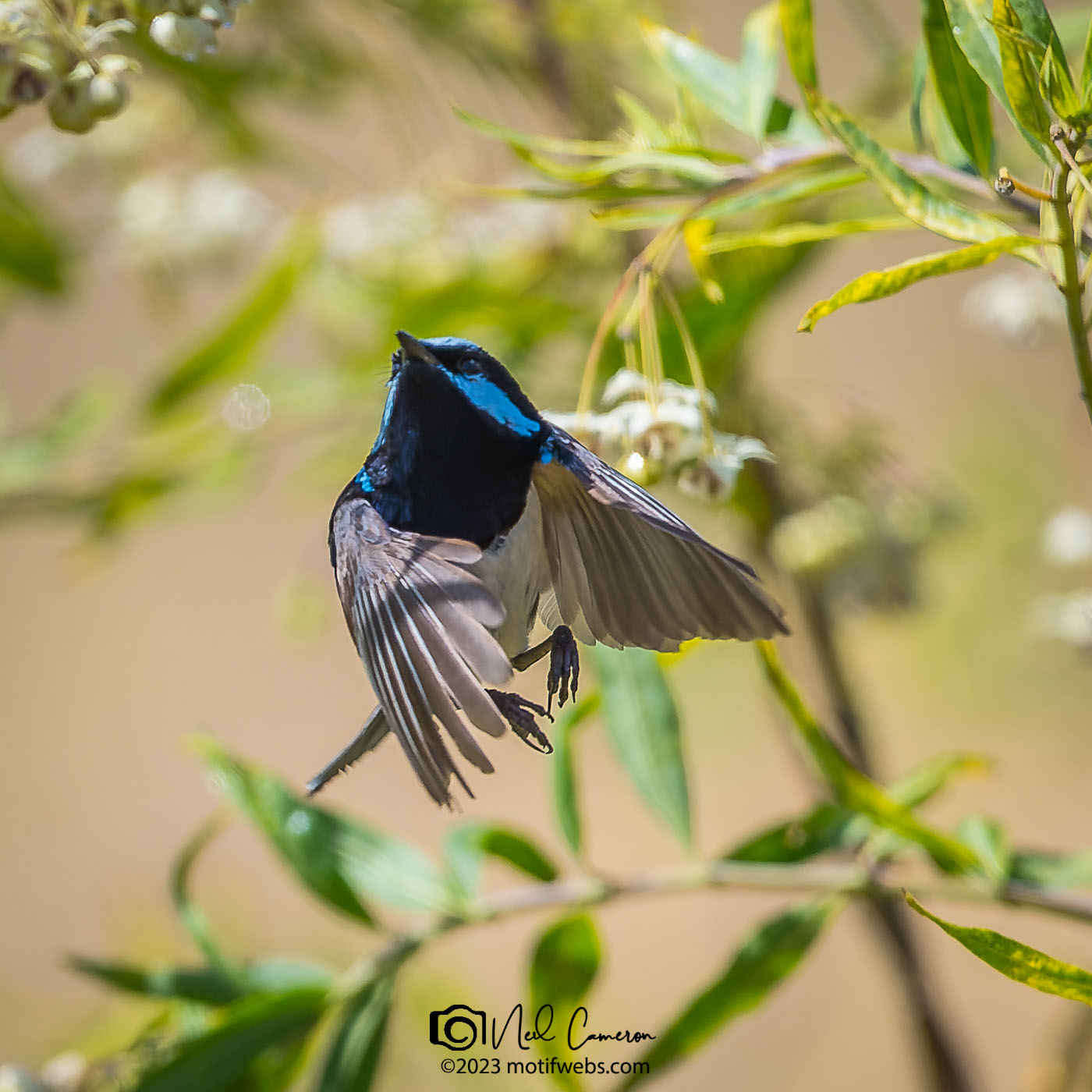 Superb Fairywren (Malurus cyaneus), Oxley Creek Common, Brisbane