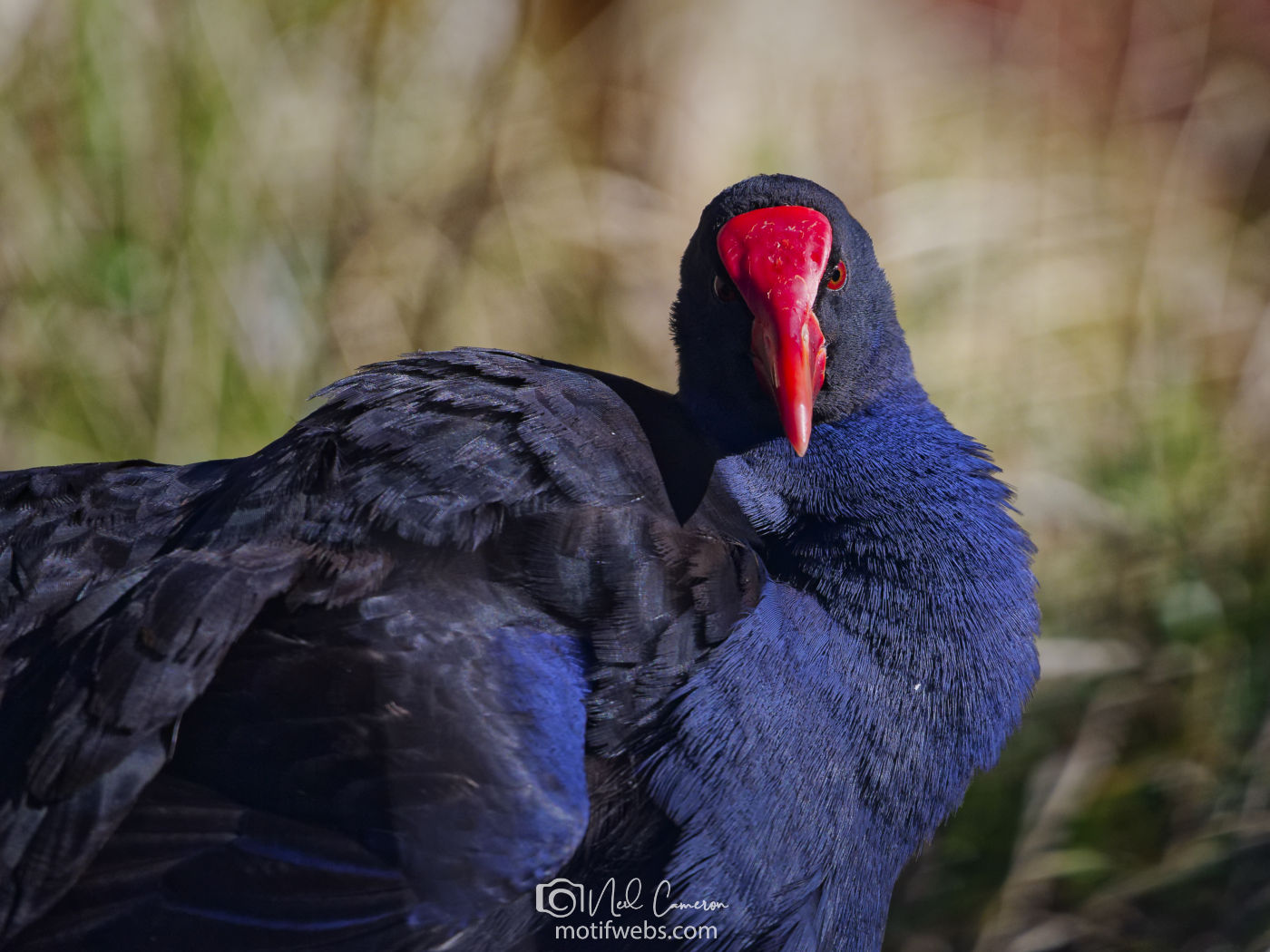 Australasian Swamphen (Porphyrio melanotus)),Jerrabomberra Wetlands, Canberra