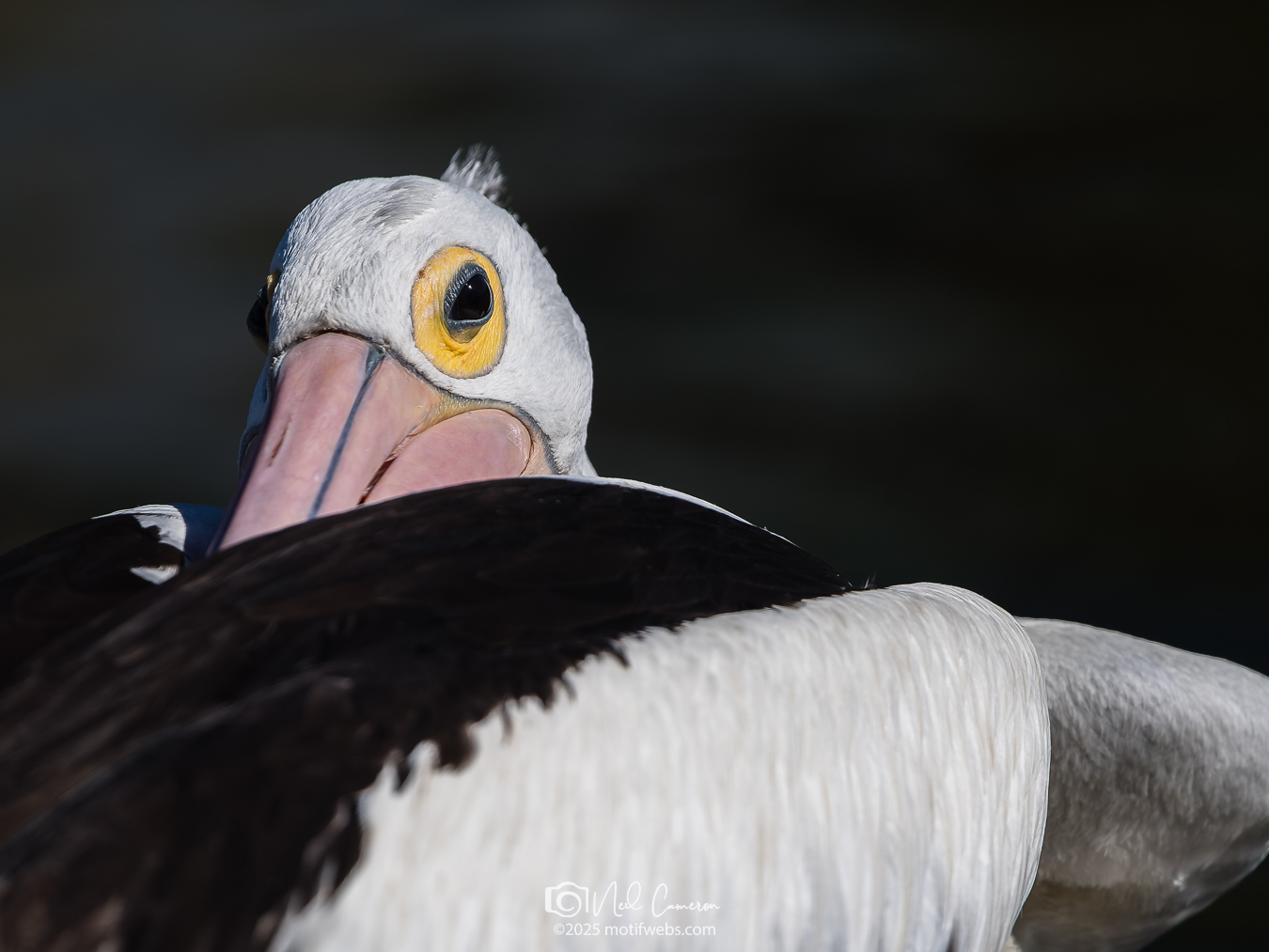 Australian Pelican (Pelecanus conspicillatus), University of Queensland, St Lucia, Brisbane