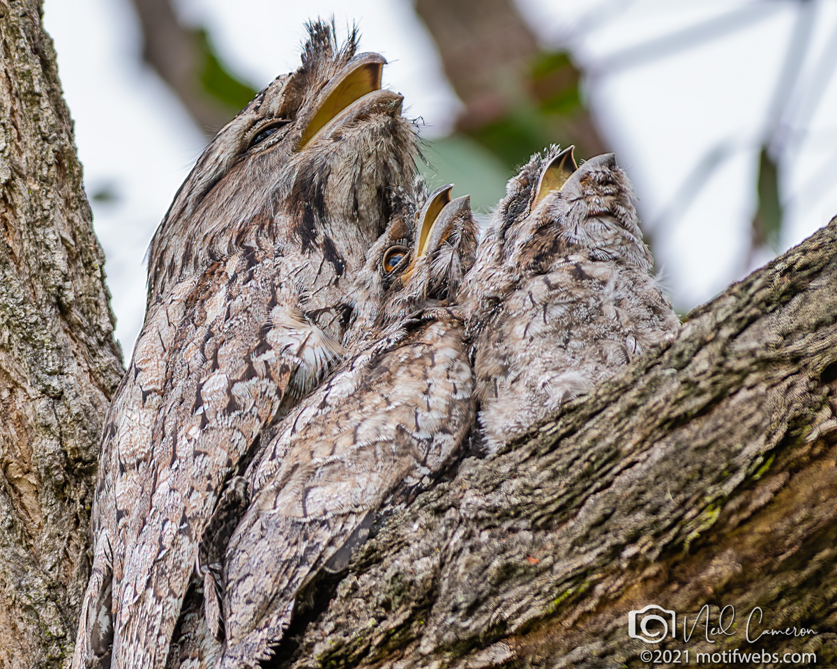 Tawny Frogmouth (Podargus strigoides) male and chicks, University of Queensland