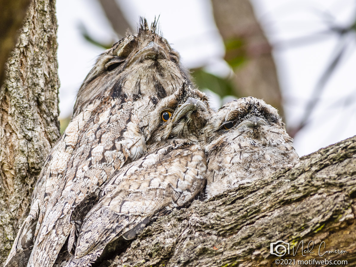 Tawny Frogmouth with 2 chicks 2021