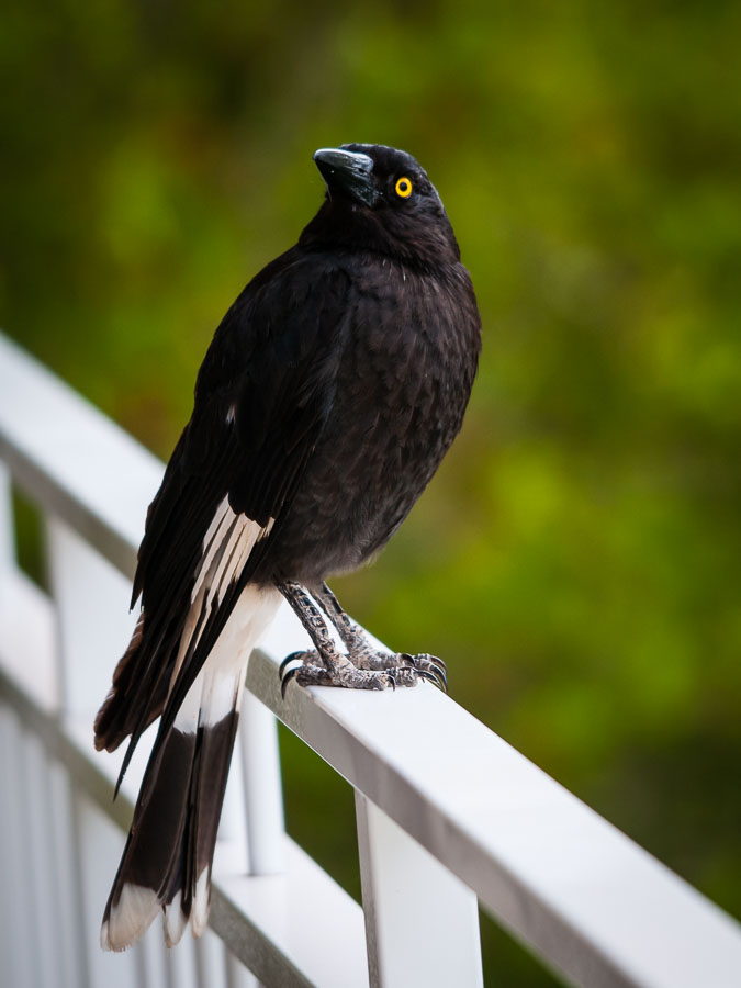 Pied Currawong (Strepera graculina), St Lucia