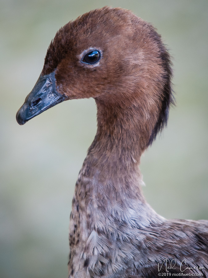 Male Maned Duck (Chenonetta jubata), Mt Coot-tha Botanical Gardens, Toowong