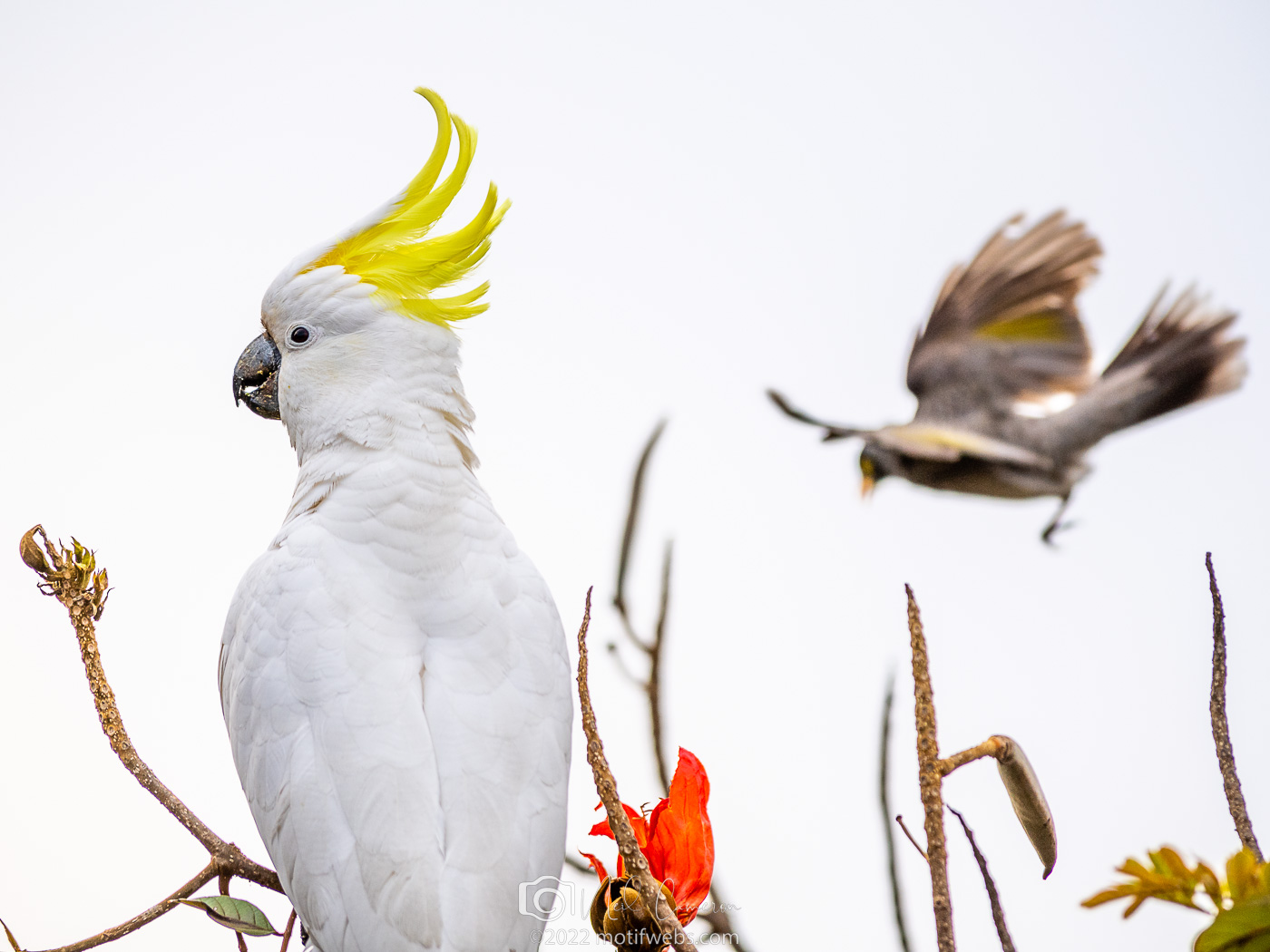 Sulphur-crested Cockatoo (Cacatua galerita) harrassed by a Noisy Miner, St Lucia