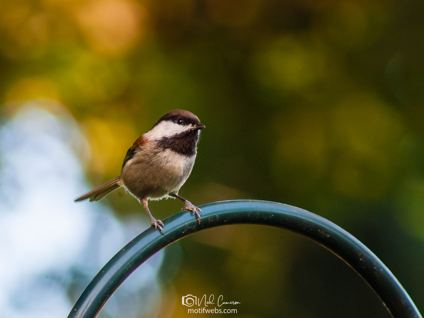 Chestnut-backed Chickadee (Poecile rufescens), Aptos, California