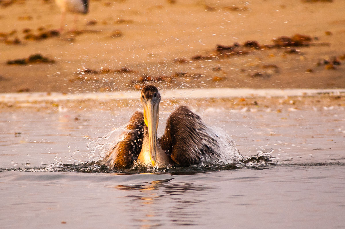 Brown Pelican (Pelecanus occidentalis), Rio del Mar beach, Aptos, California
