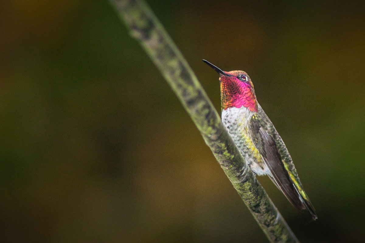 Male Anna's Hummingbird (Calypte anna), Aptos, California, USA