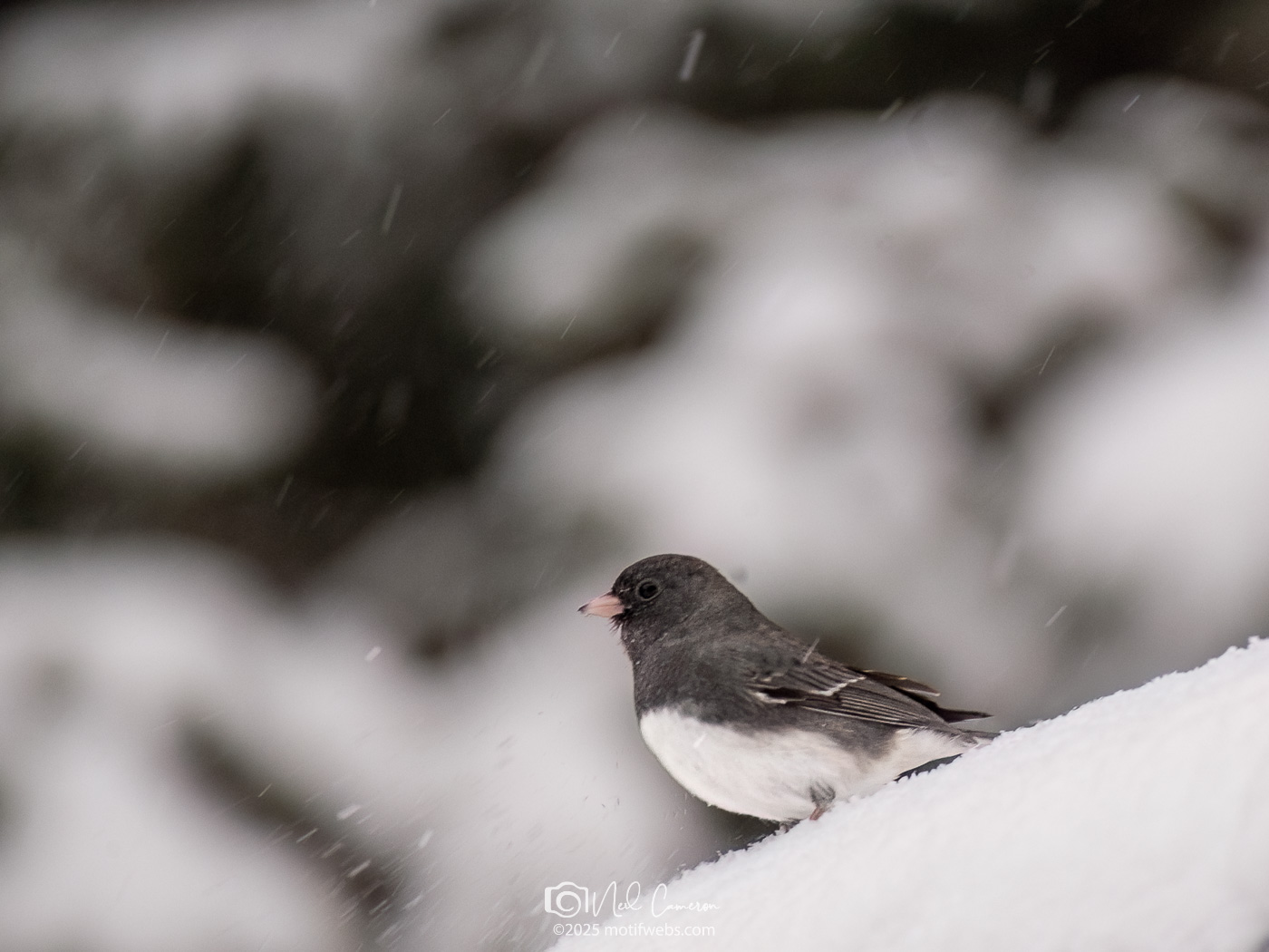 Adult male (slate-coloured) Dark-eyed Junco (Junco hyemalis), Fletcher Wildlife Garden, Ottawa, Canada