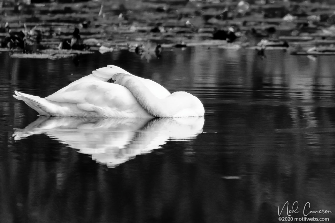 Mute Swan sleeping, Ottawa, Ontario