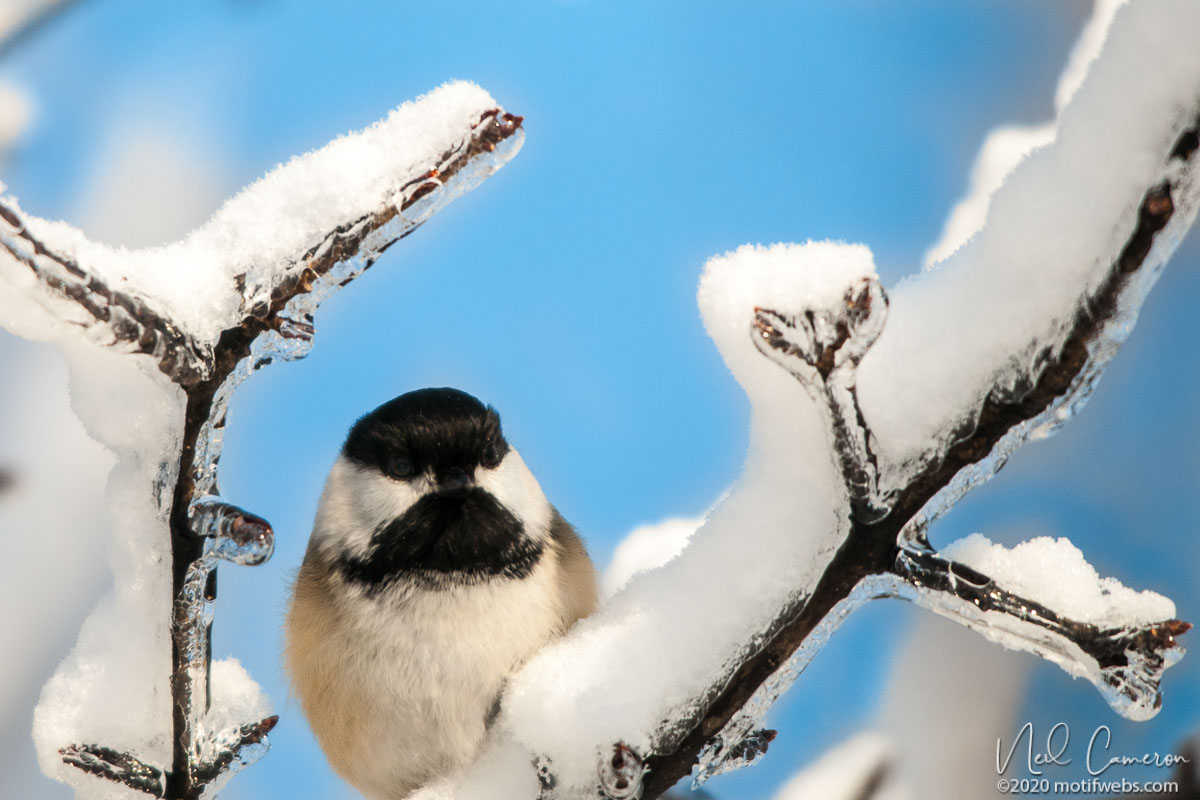 Black-capped Chickadee (Poecile atricapillus) framed by ice-encrusted branches at Mud Lake, Ottawa, Ontario, Canada