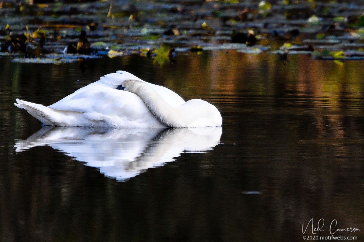 Mute Swan (Cygnus olor) at Brewer Park, Ottawa, Canada