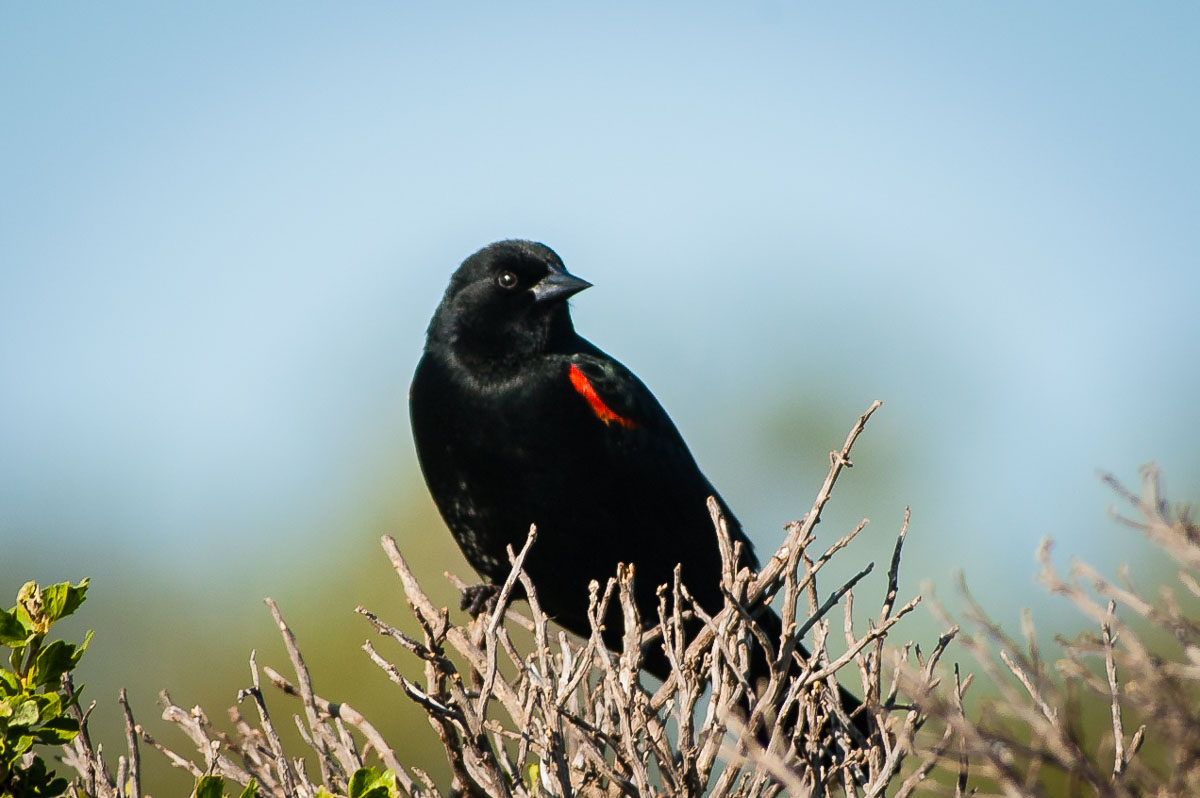 Red-winged Blackbird (Agelaius phoeniceus), Antonelli Lake, Santa Cruz, California