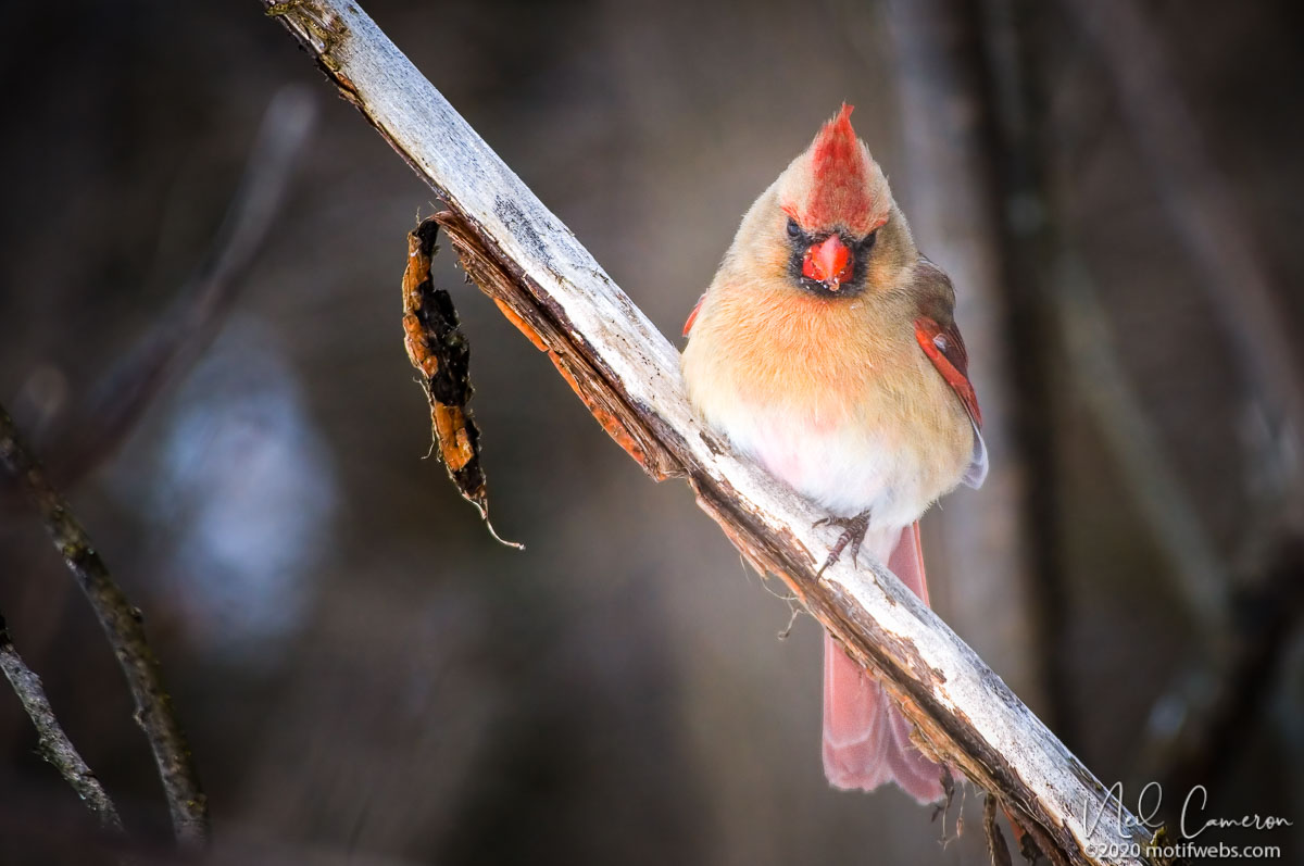 Female Northern Cardinal (Cardinalis cardinalis), Hogs Back, Ottawa, Ontario, Canada
