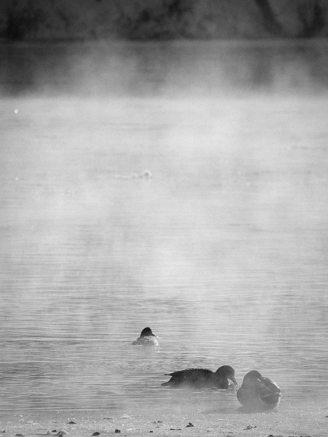 Ducks in the mist, Billings Bridge, Ottawa, Canada