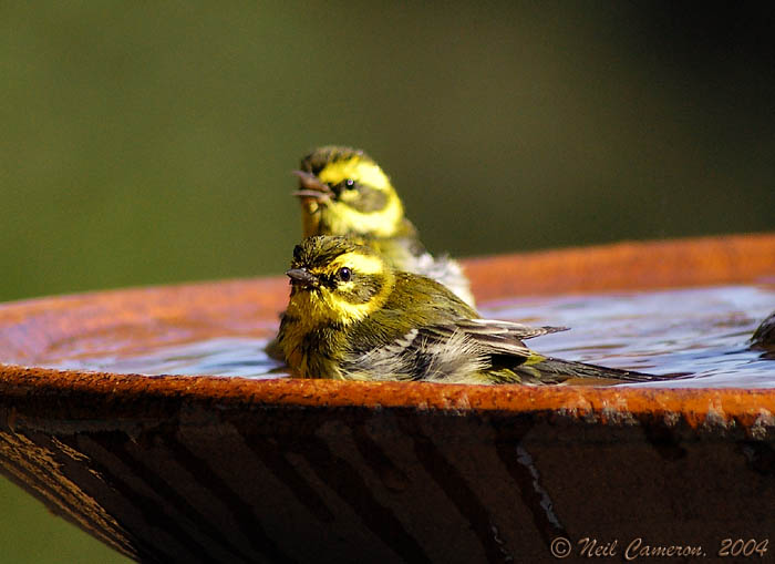 Townsend Warblers (Setophaga townsendi) enjoying a summer bath, Aptos, California
