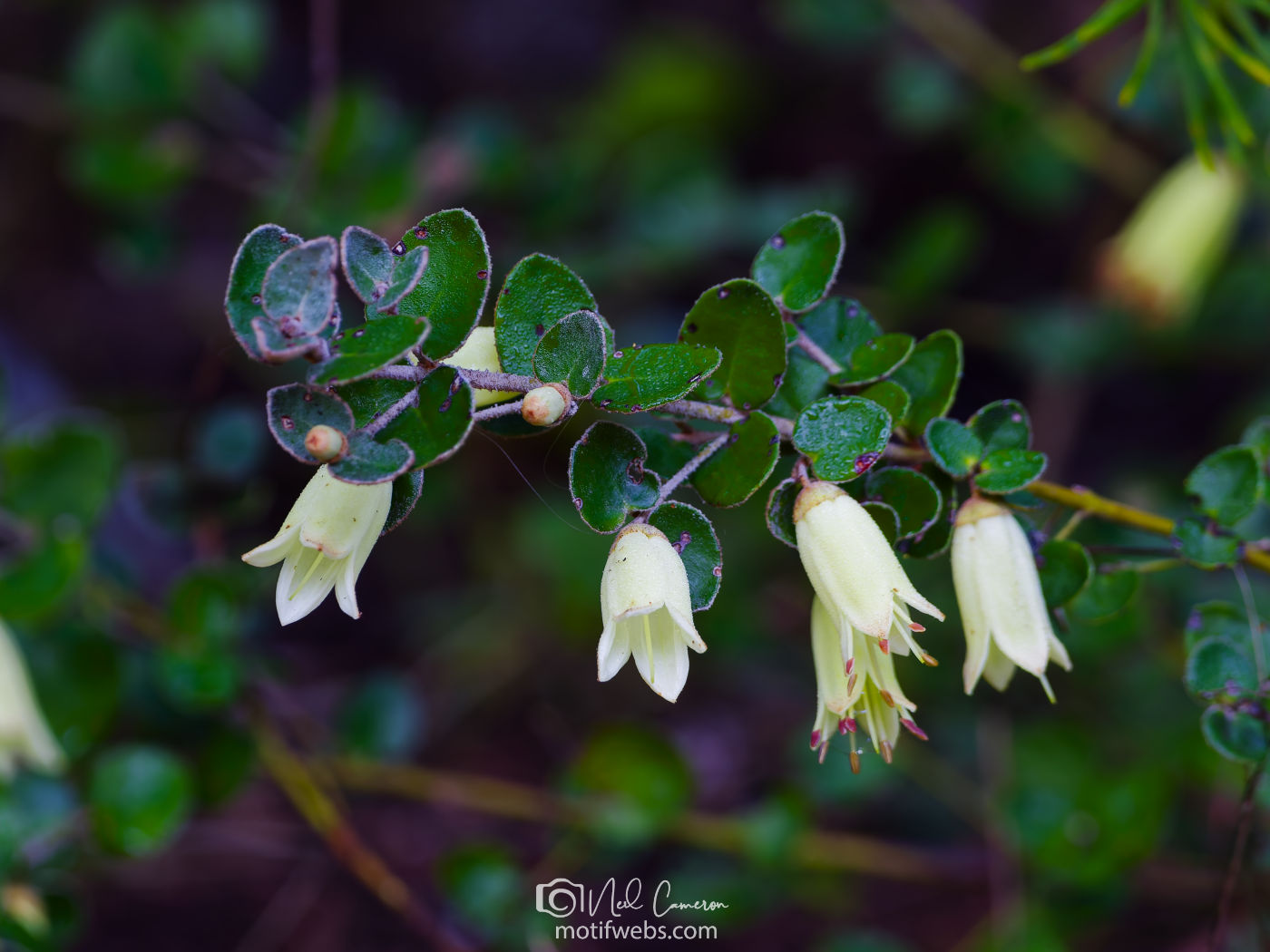 Flowers at Australian National Botanical Gardens, Canberra