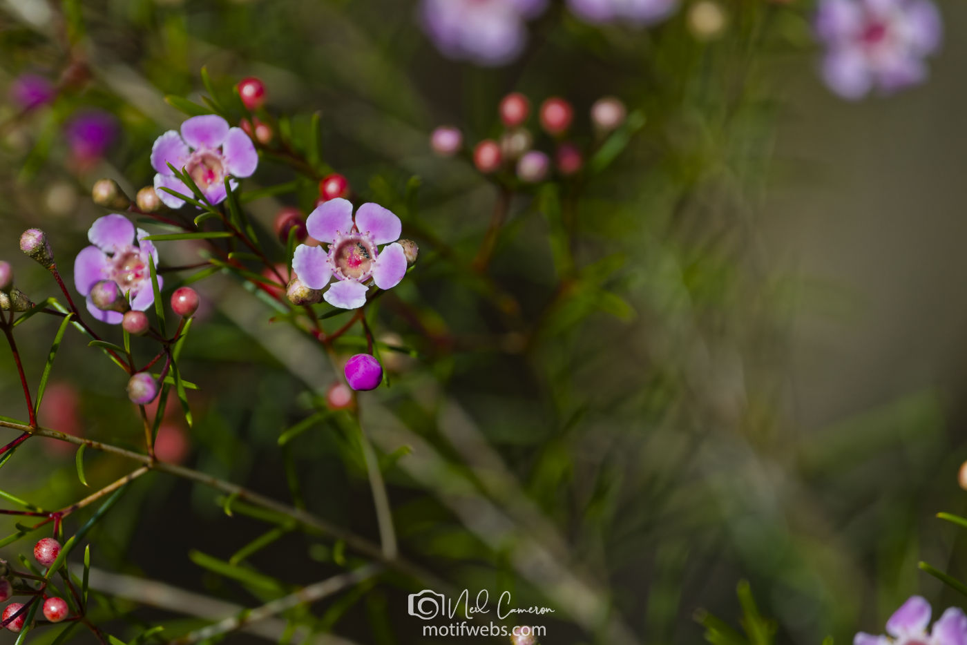Flowers at Australian National Botanical Gardens, Canberra
