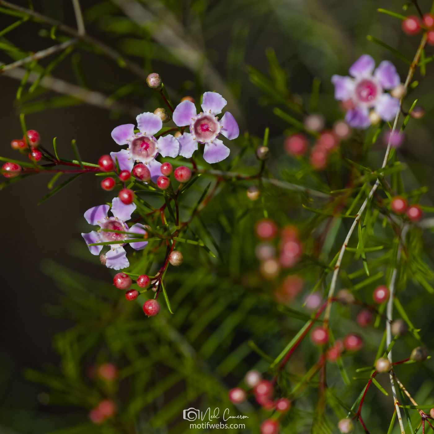 Flowers at Australian National Botanical Gardens, Canberra