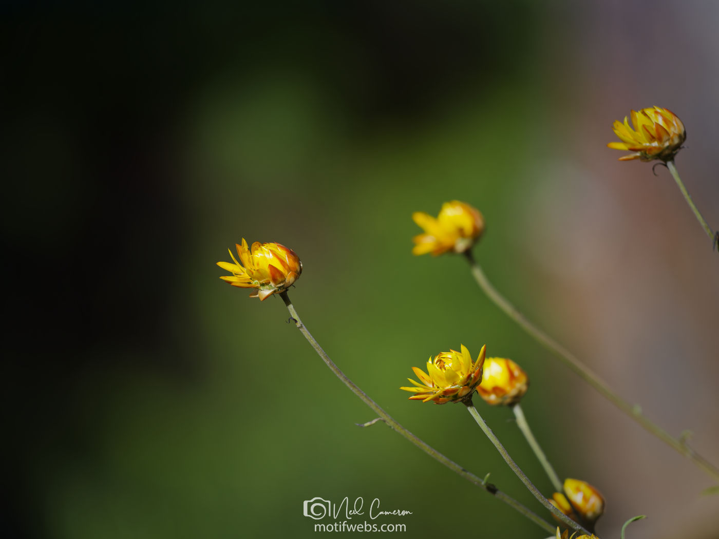 Flowers at Australian National Botanical Gardens, Canberra