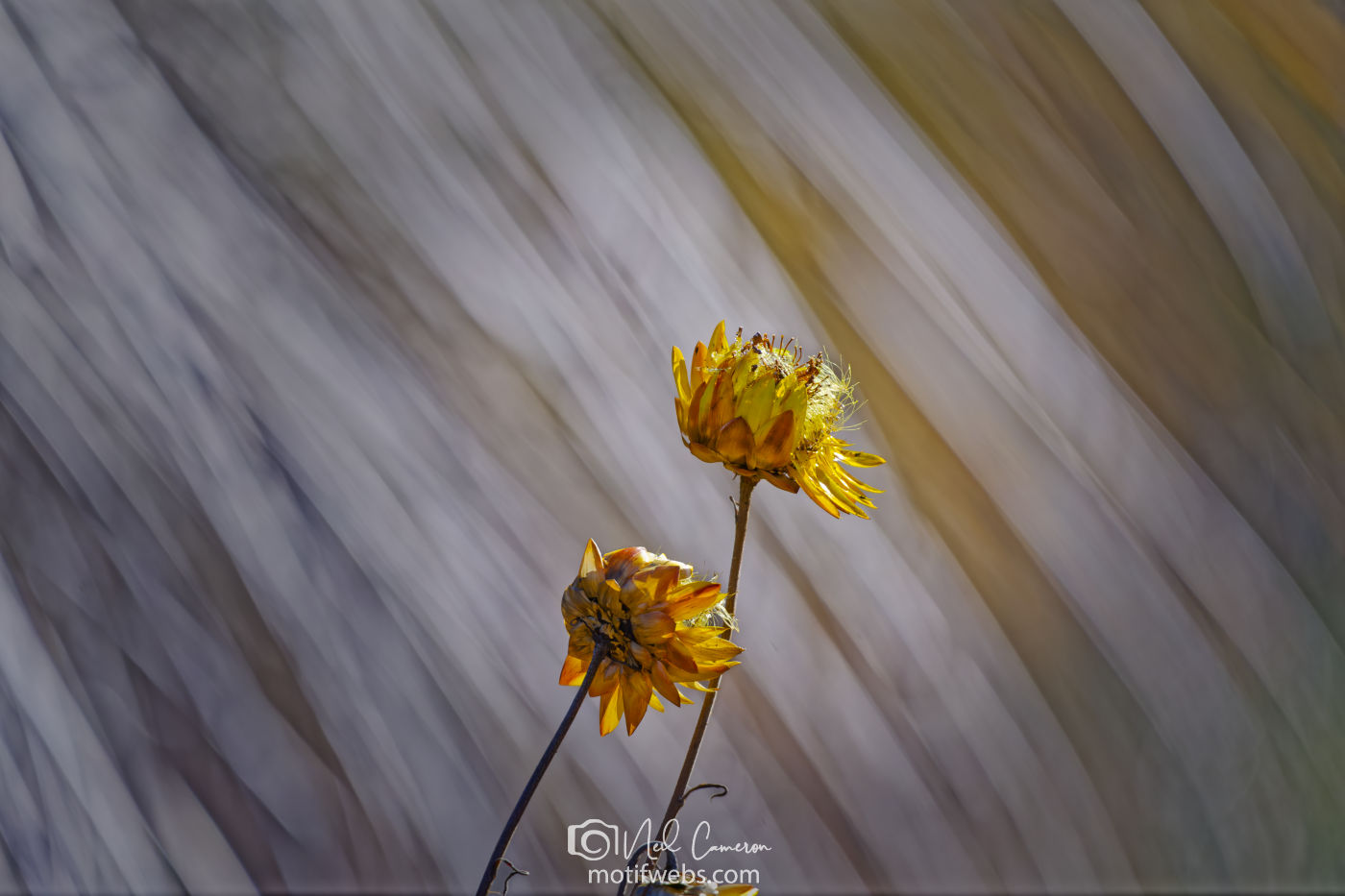 Flowers at Australian National Botanical Gardens, Canberra