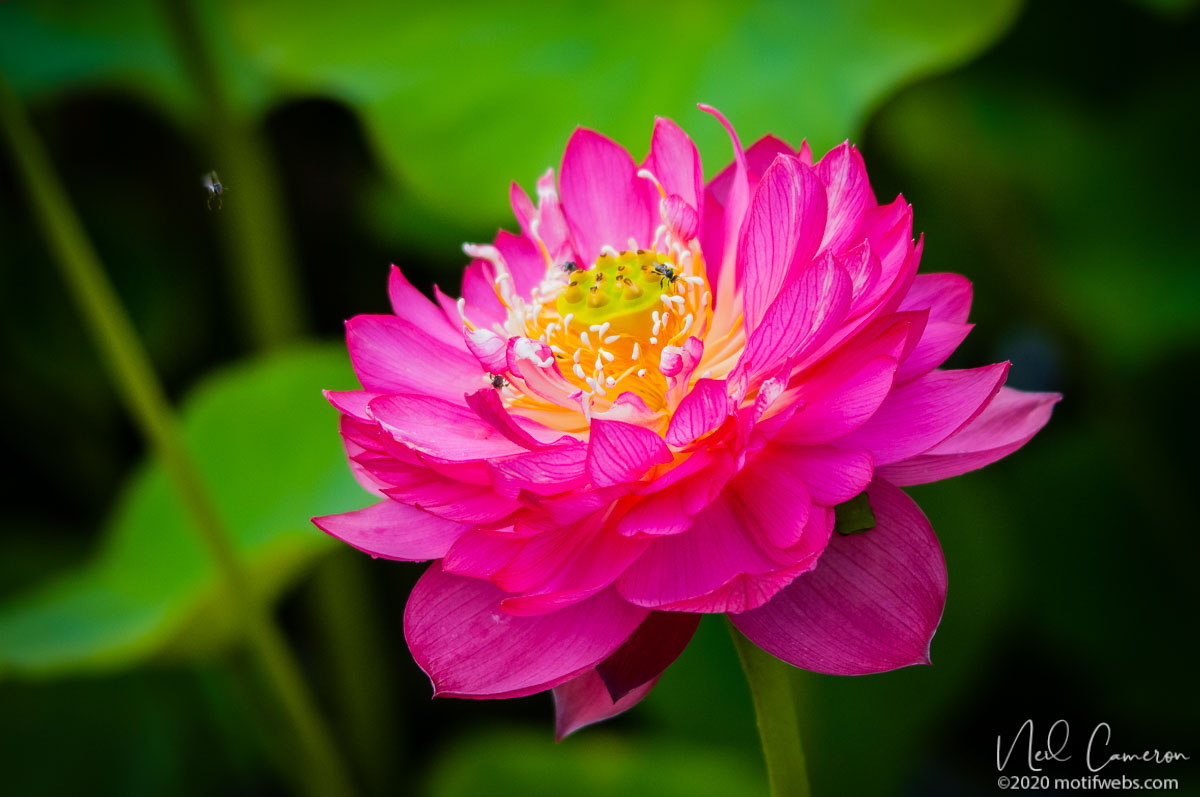 Flower