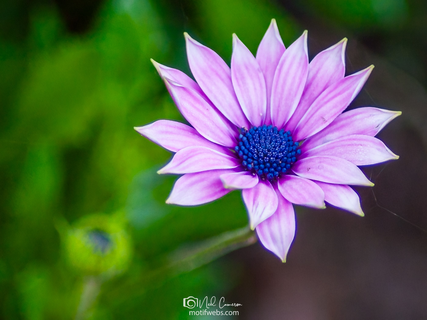 African Daisy (Osteospermum), Folsom, California