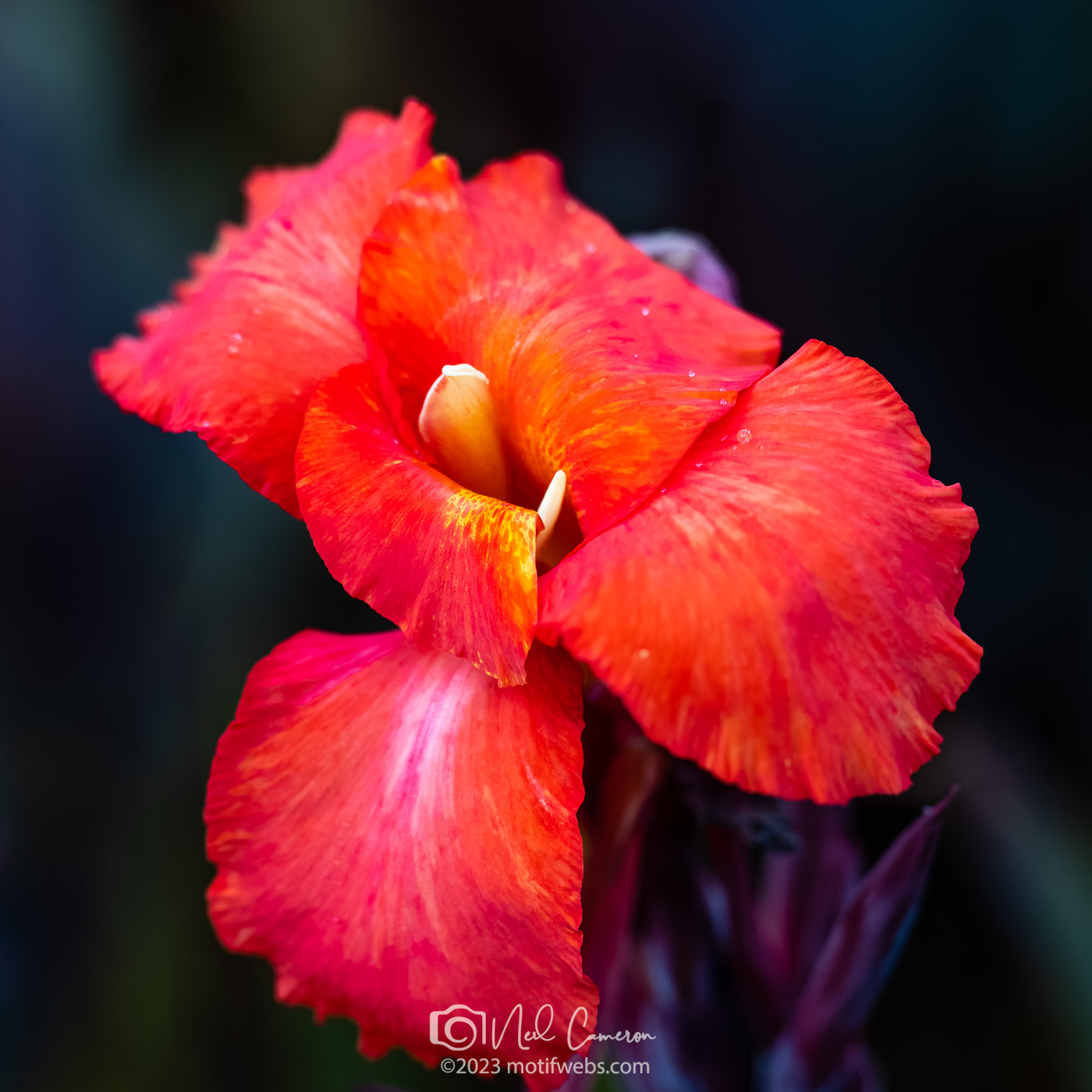Canna Lily, var'Australia' or 'Tropicanna Black', Mt Coot-tha Botanical Gardens, Brisbane