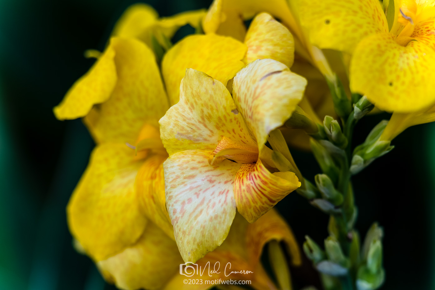 Canna Lily, Mt Coot-tha Botanical Gardens, Brisbane