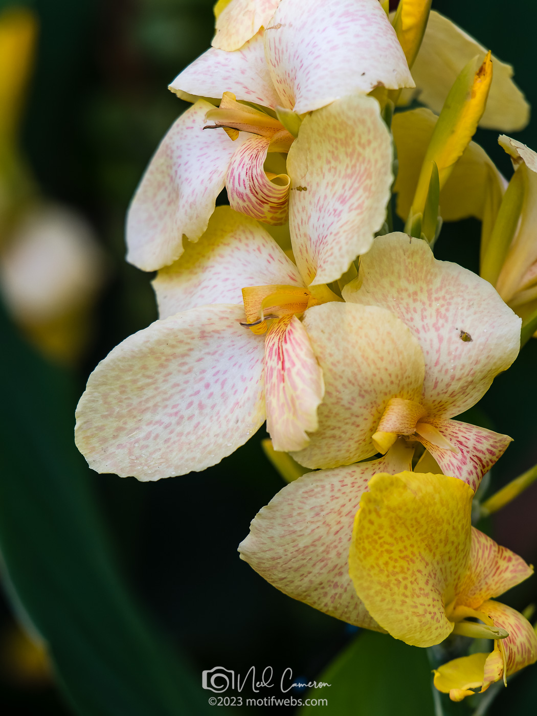 Canna Lily, Mt Coot-tha Botanical Gardens, Brisbane