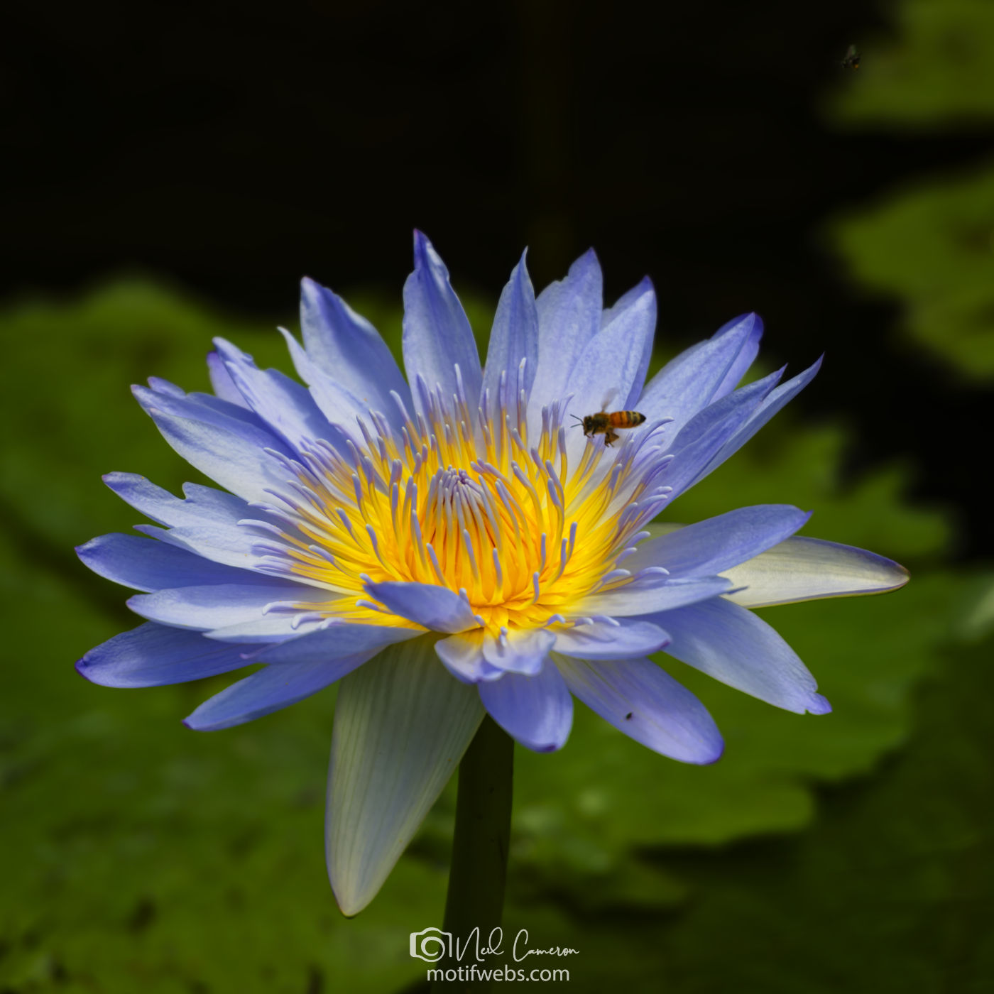 Water Lily and bee, Mt Coot-tha Botanical Gardens, Brisbane