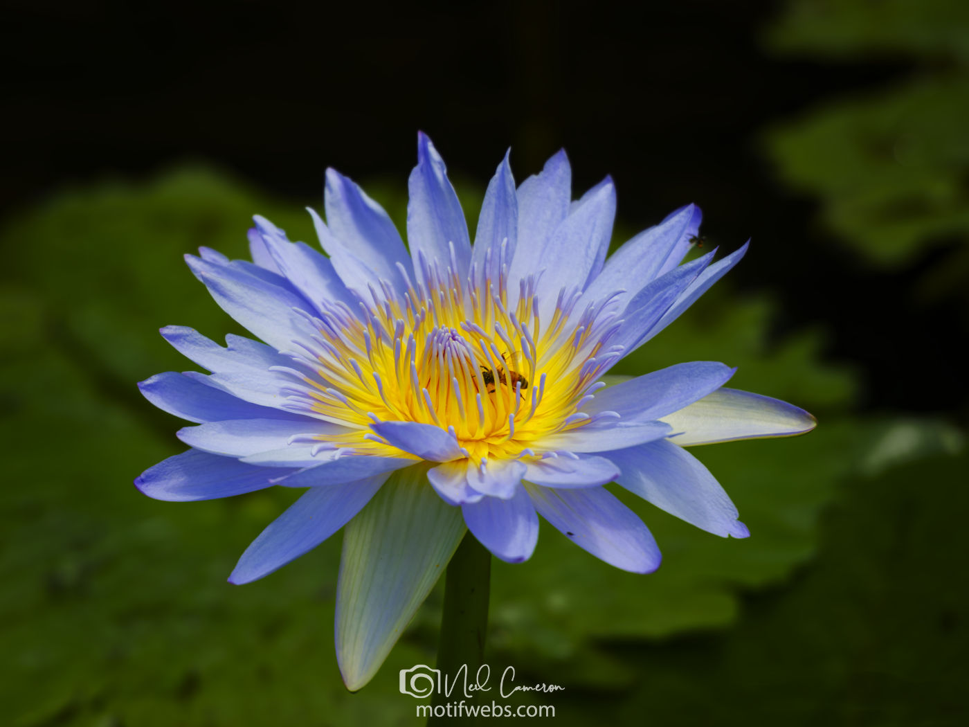 Water Lily and bee, Mt Coot-tha Botanical Gardens, Brisbane