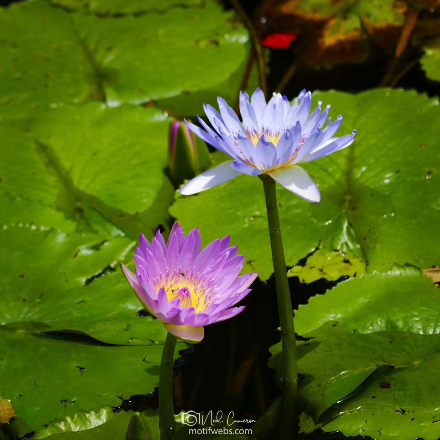 Water Lily flowers, Mt Coot-tha Botanical Gardens, Brisbane