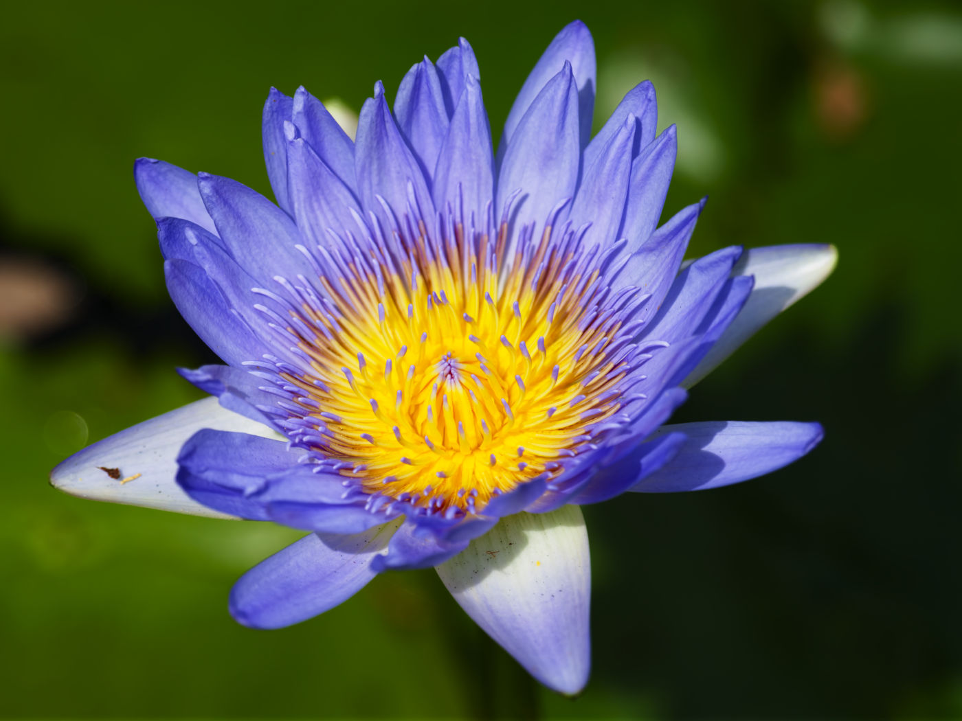 Water Lily, Mt Coot-tha Botanical Gardens, Brisbane