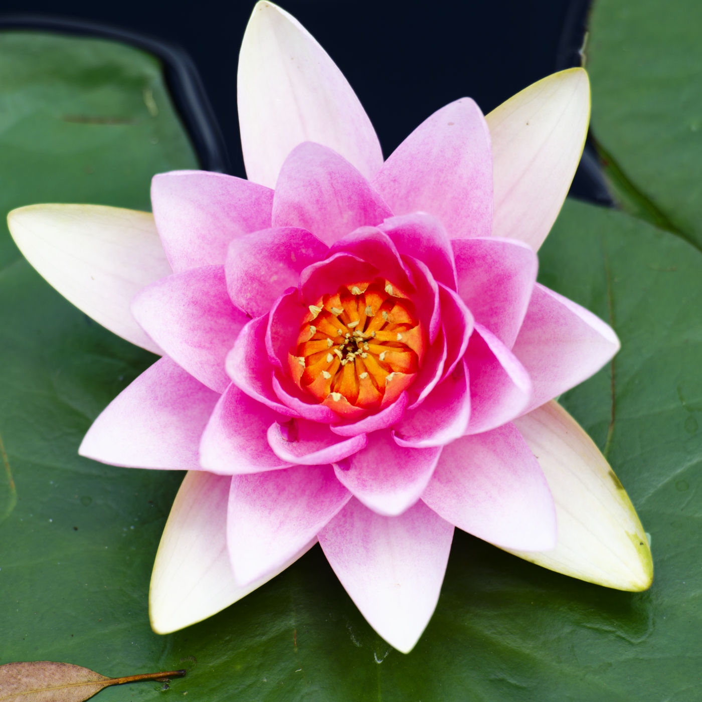 Water Lily, Mt Coot-tha Botanical Gardens, Brisbane