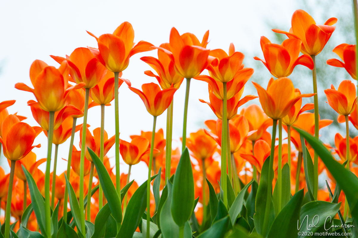 Tulips, Ottawa