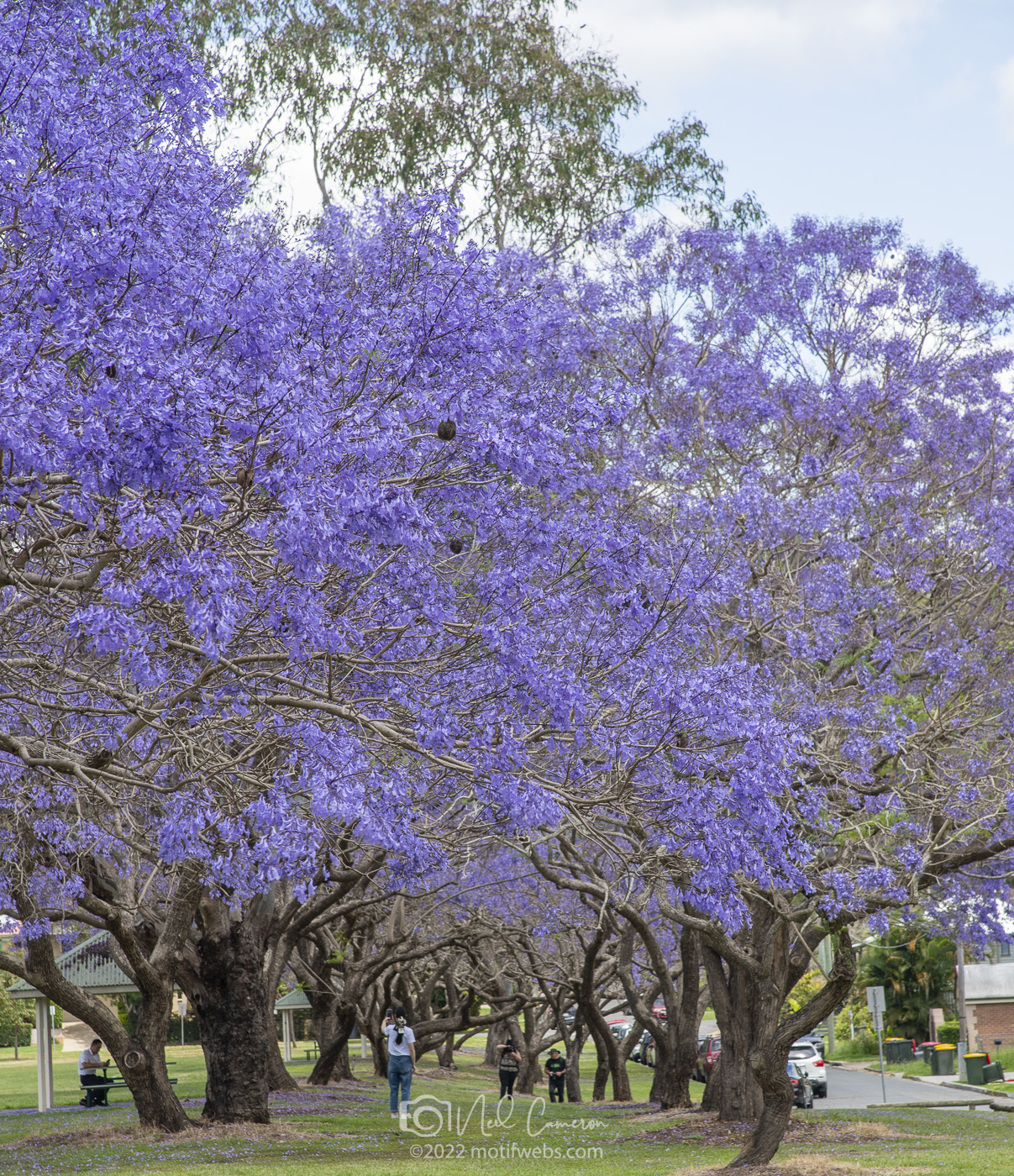 purple flowering trees