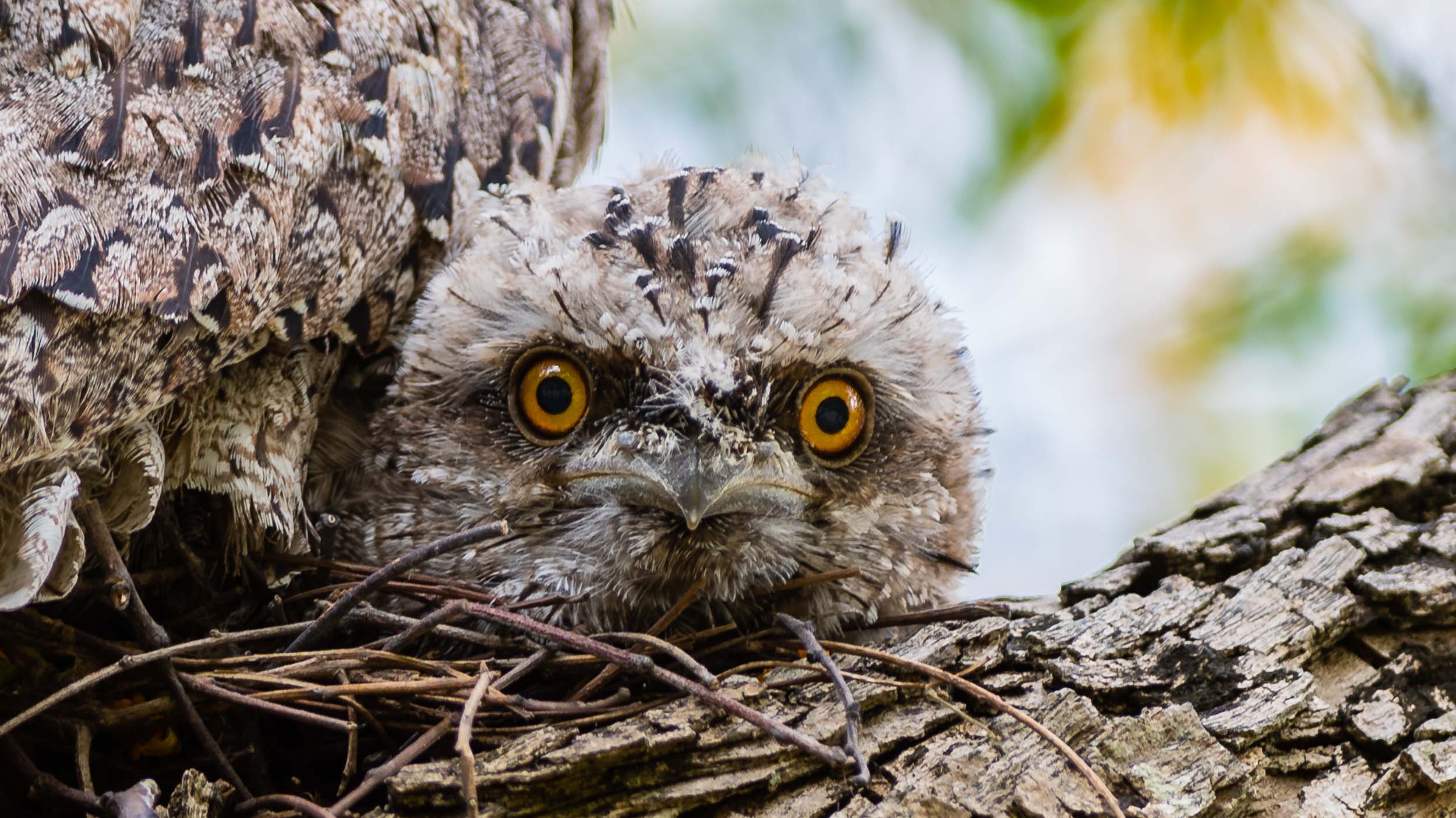 Tawny Frogmouth chick