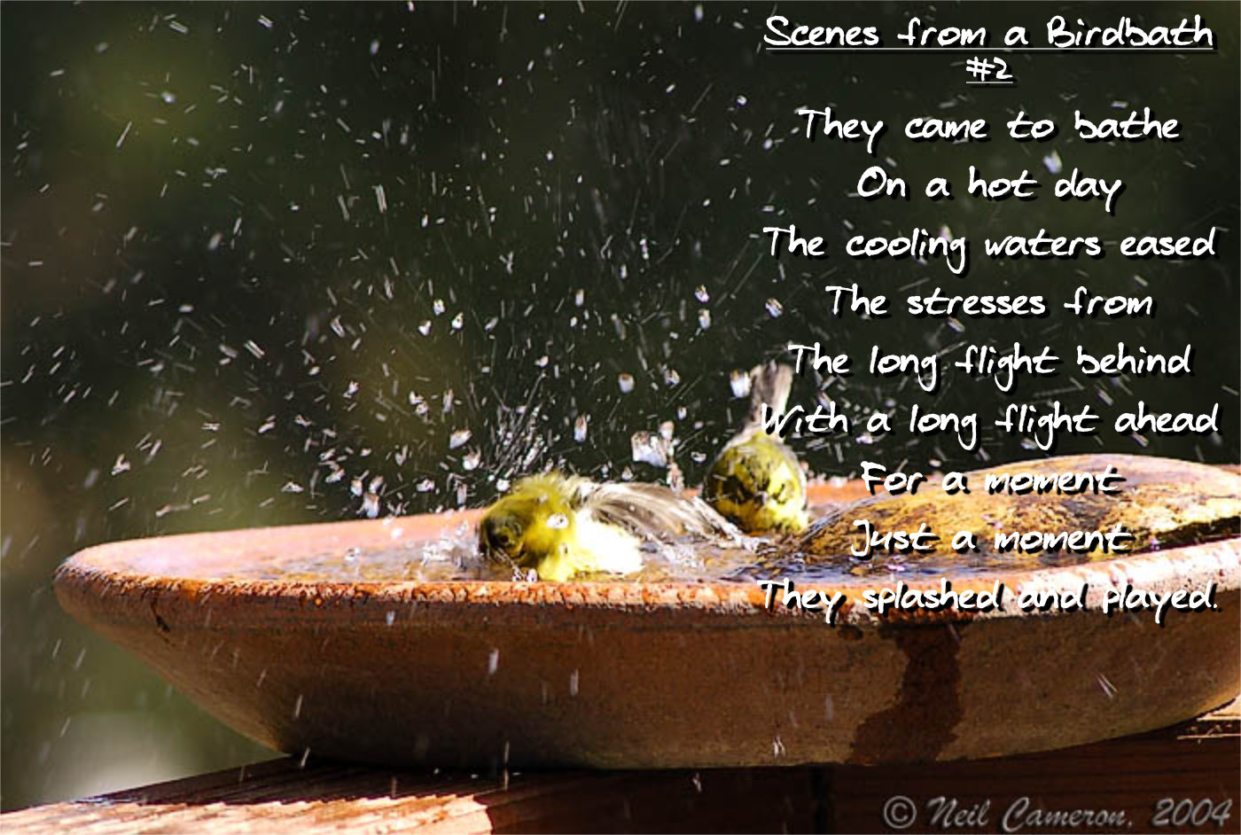 Poem titled 'Scenes from a Birdbath #2'