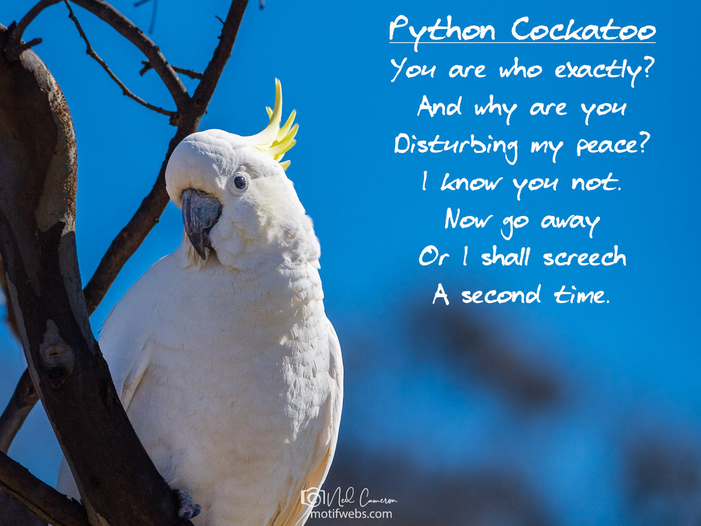 Poem titled 'Python Cockatoo'