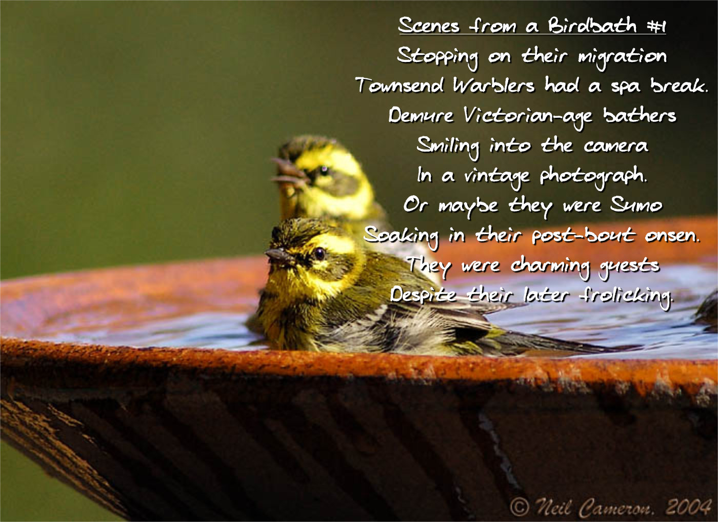Poem titled 'Scenes from a Birdbath #1'