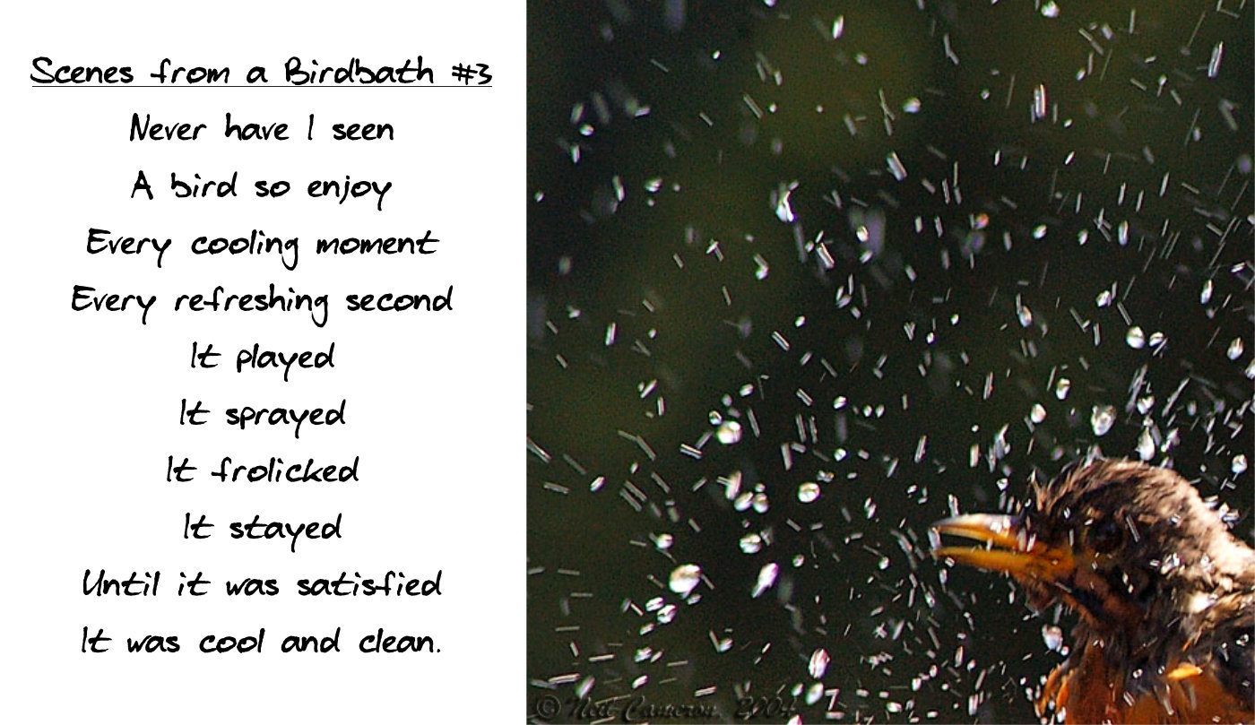 Poem titled 'Scenes from a Birdbath #3'