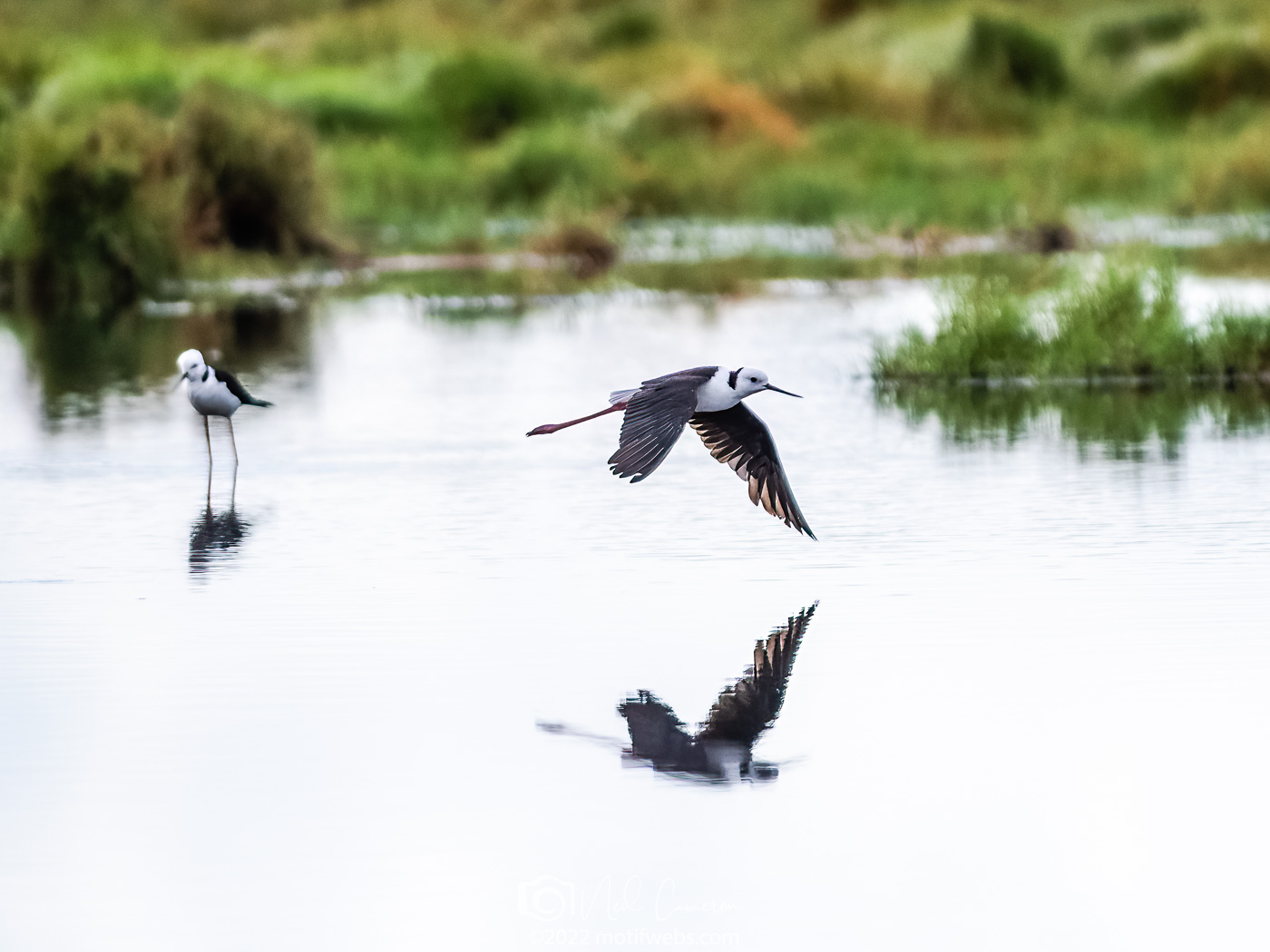 Pied Stilt (Himantopus leucocephalus), Kedron Wetlands, Australia