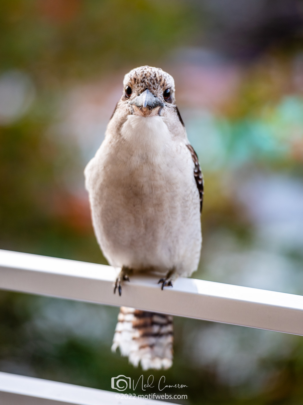 Kookaburra (Dacelo novaeguineae), St Lucia, Brisbane