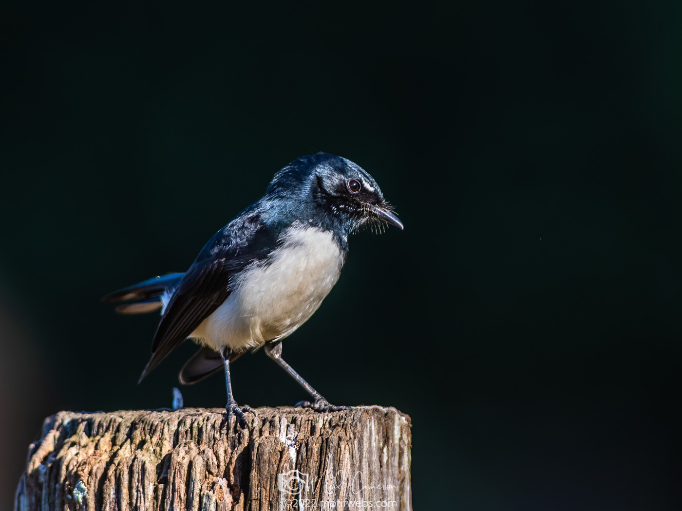 Willie Wagtail (Rhipidura leucophrys), Oxley Creek Common, Brisbane