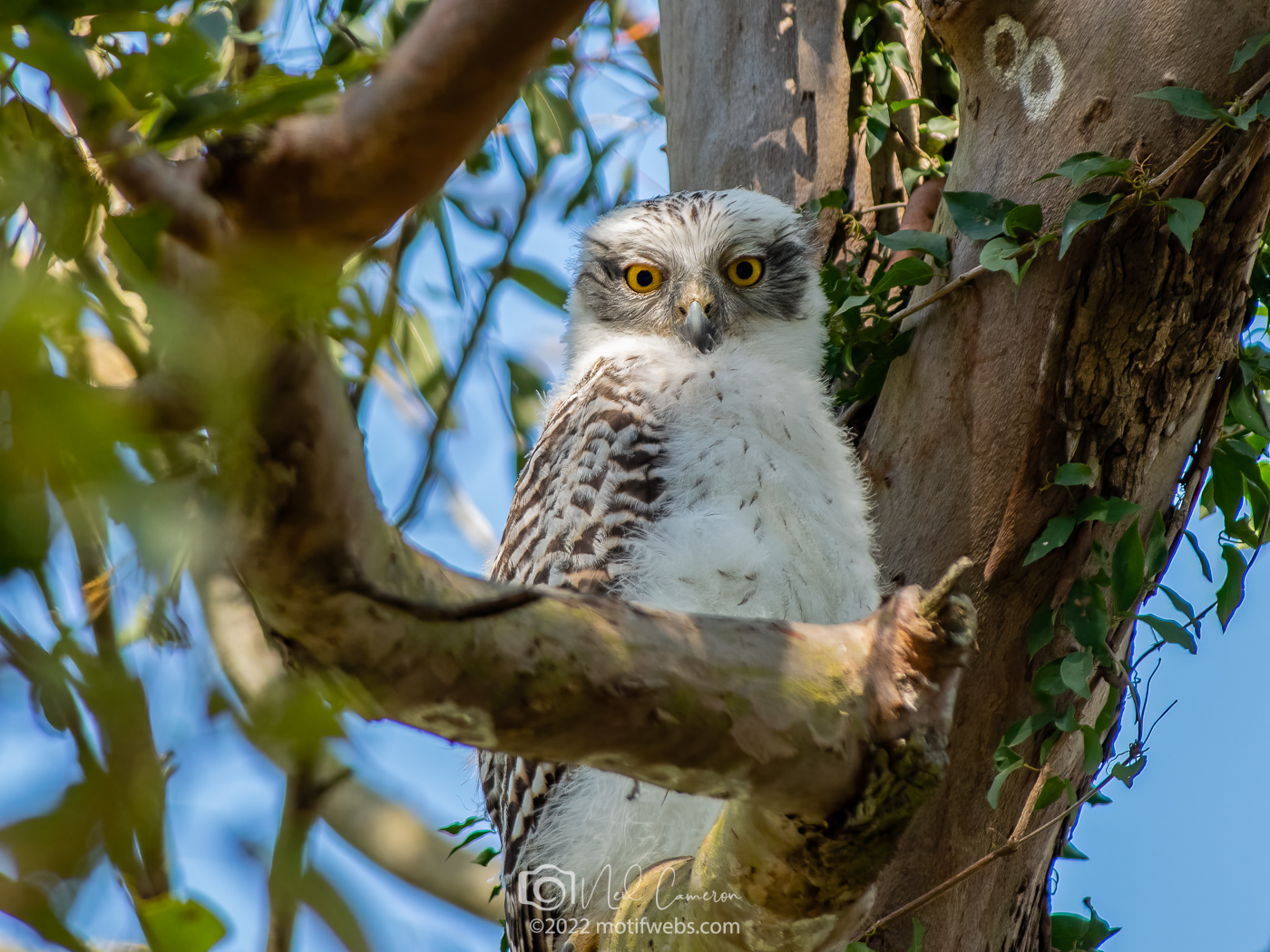 Fledgling Powerful Owl (Ninox strenua), Brisbane