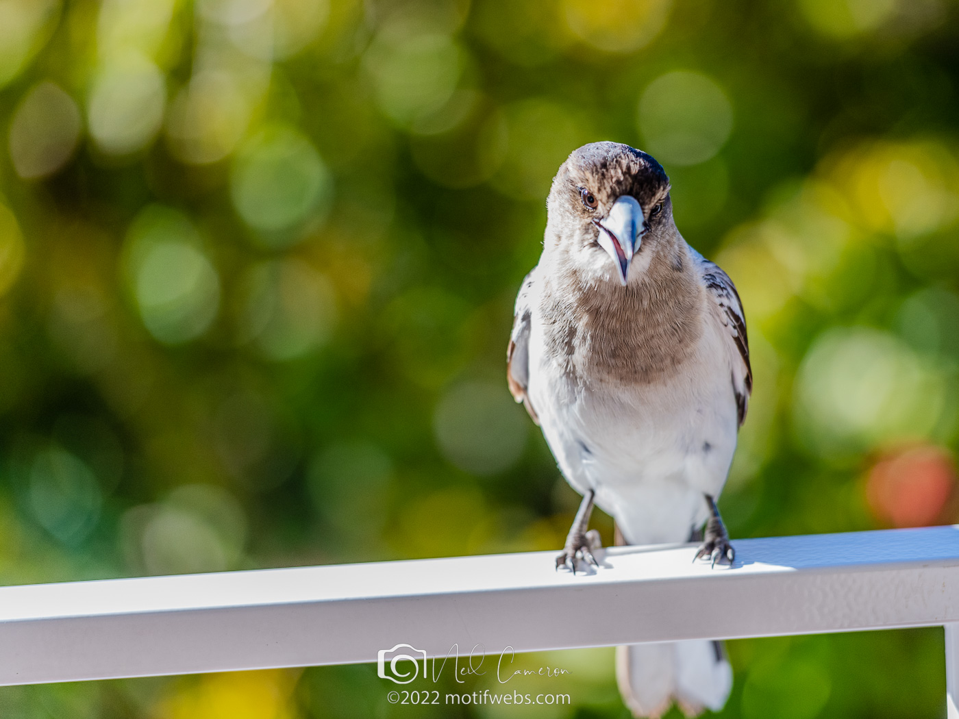 Juvenile Pied Butcherbird (Cracticus nigrogularis), St Lucia, Queensland